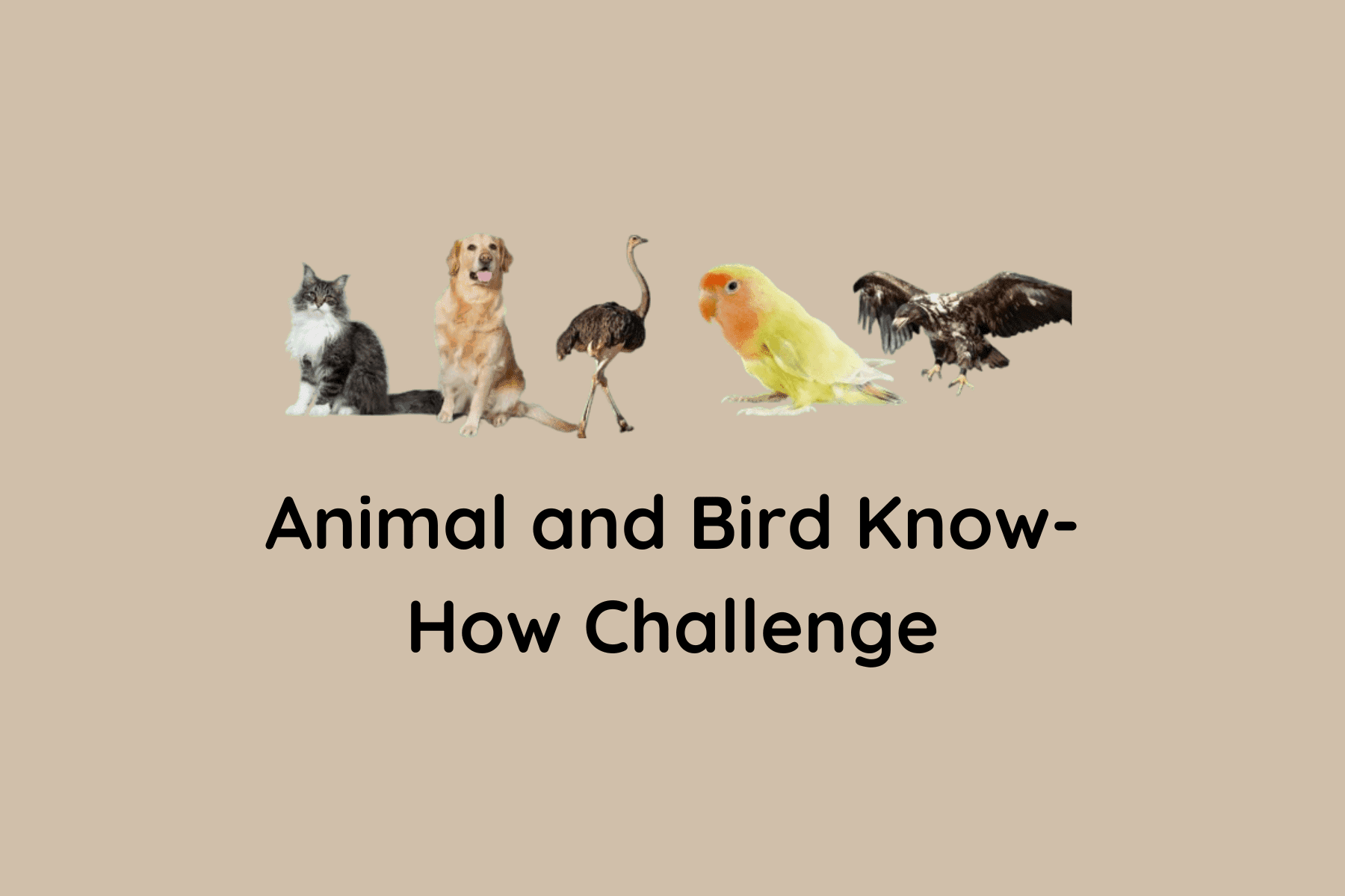 Animal and Bird Know-How Challenge