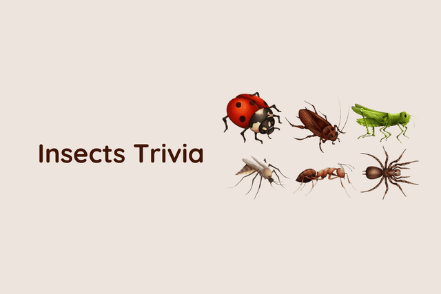 Insects Trivia