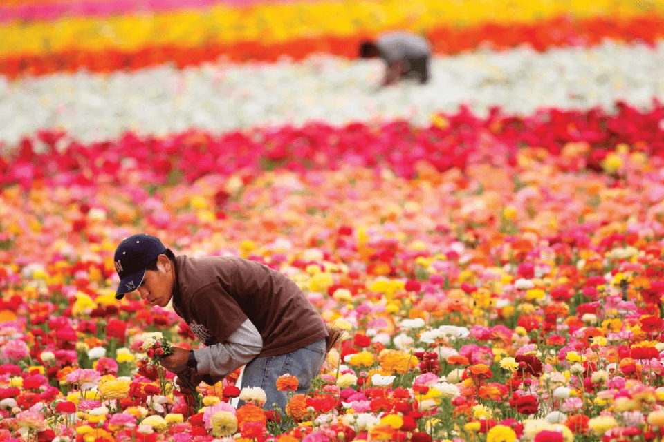 Floriculture Quiz-1
