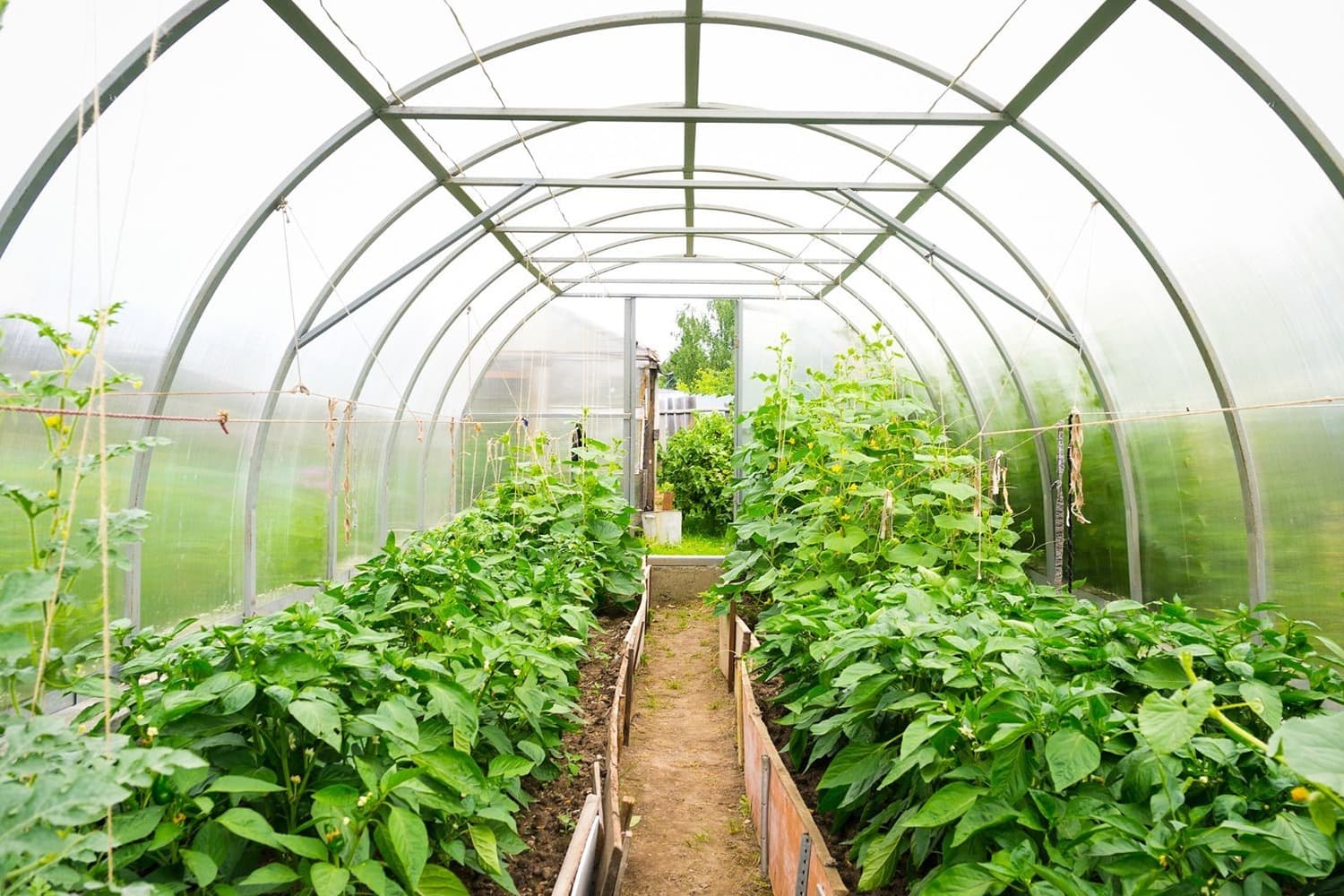 Horticulture Quiz-1