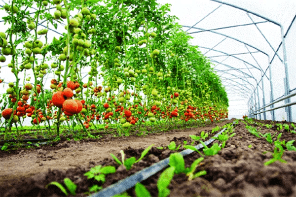 Horticulture Quiz-3