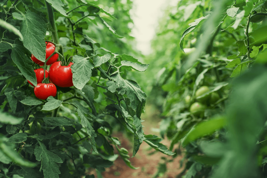 Horticulture Quiz-7