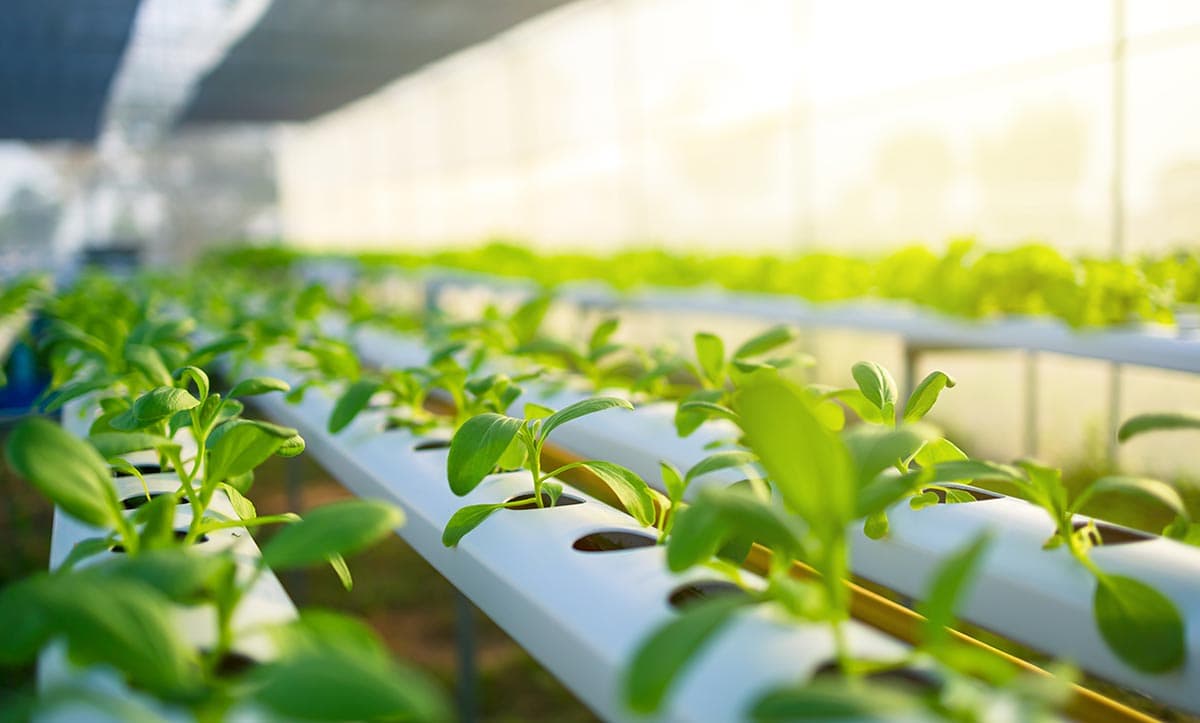 Horticultural Knowledge Challenge