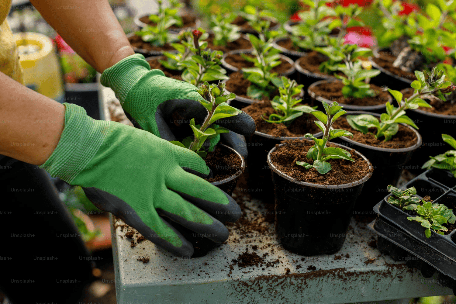 Gardening and Plant Science Quiz