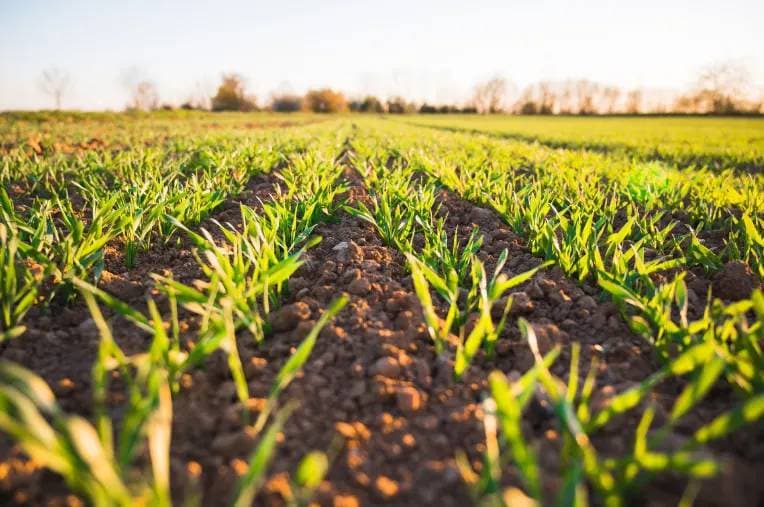 Agricultural Mastery Quiz