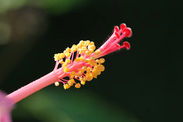 Sexual Reproduction in Flowering Plants Quiz 2