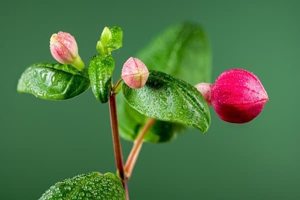 Sexual Reproduction in Flowering Plants Quiz 5