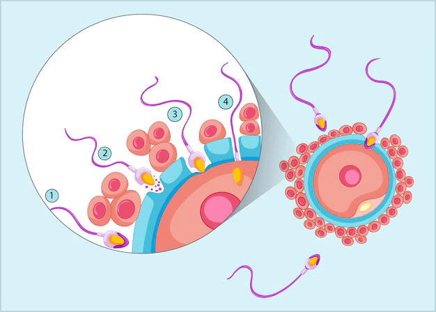 Human Reproduction Quiz 2