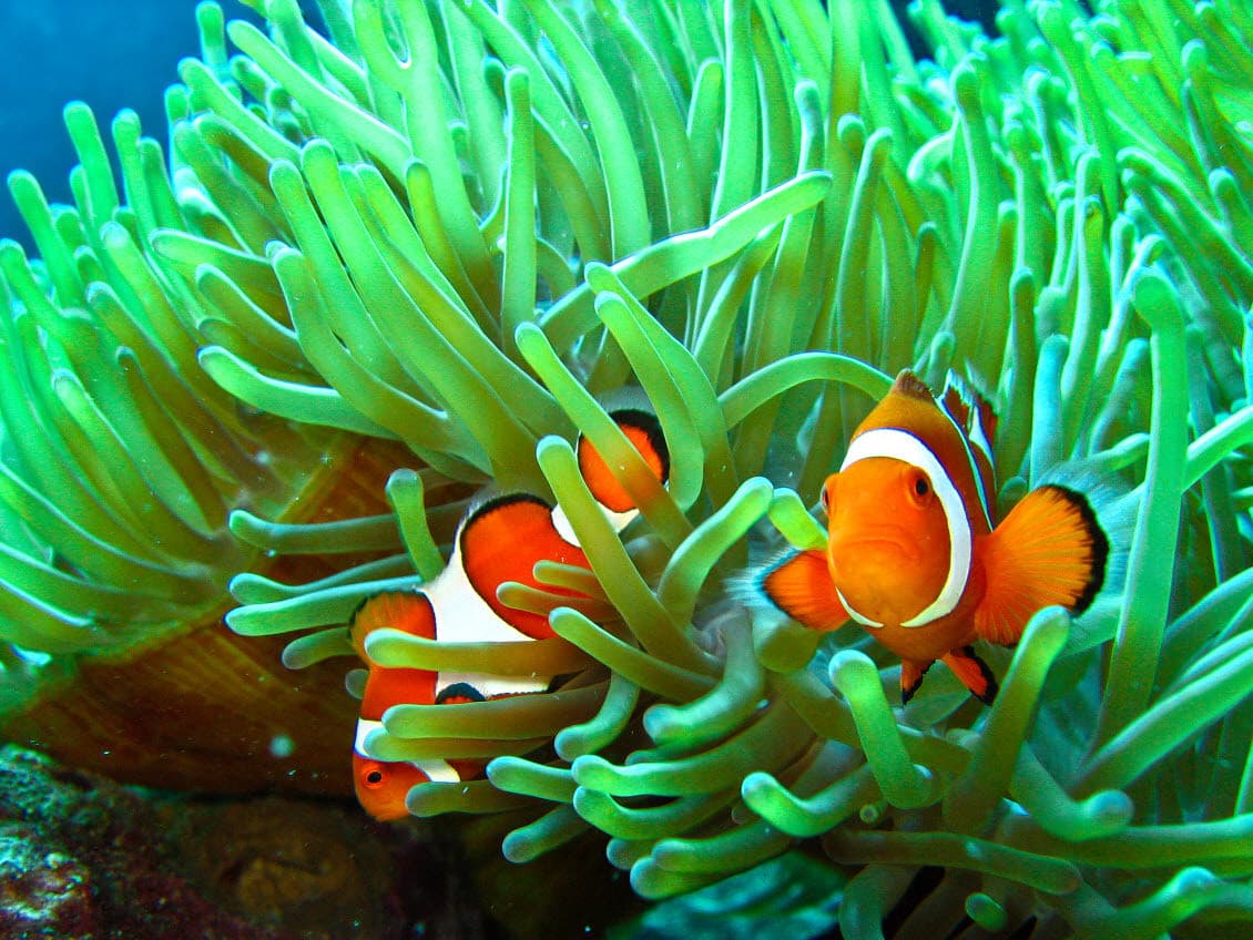 Organisms and Populations Quiz 4