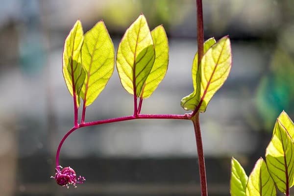 Morphology of Flowering Plants Quiz 1