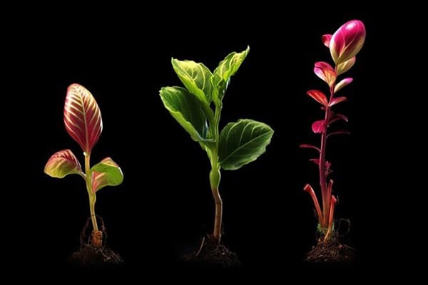 Morphology of Flowering Plants Quiz 2