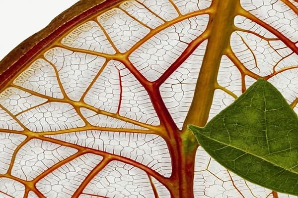 Anatomy of Plants Quiz 2