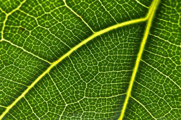 Anatomy of Plants Quiz 3