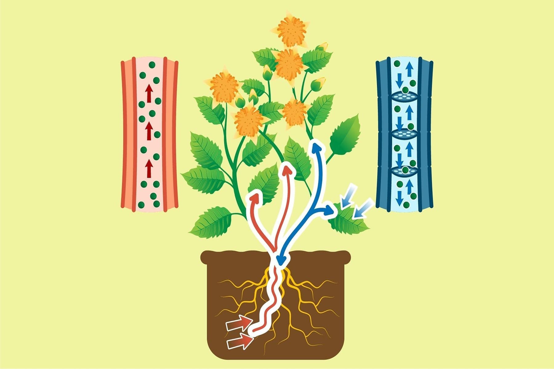 Transport in Plants Quiz 1