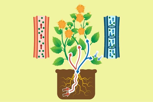 Transport in Plants Quiz 1