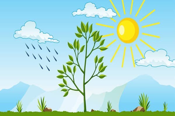 Photosynthesis Quiz 1