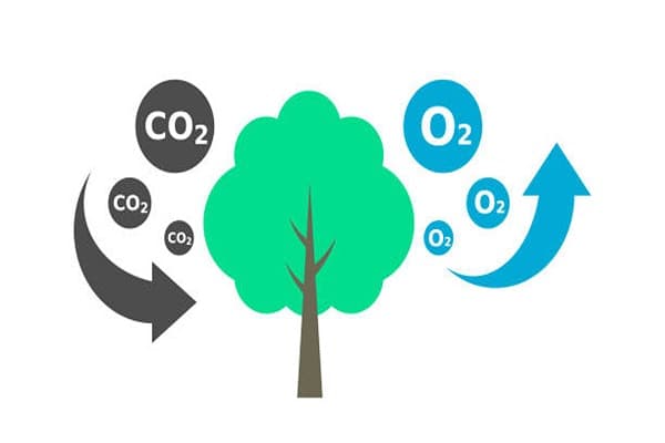Photosynthesis Quiz 2