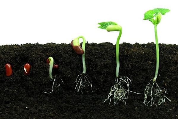 Plant growth and development Quiz 1