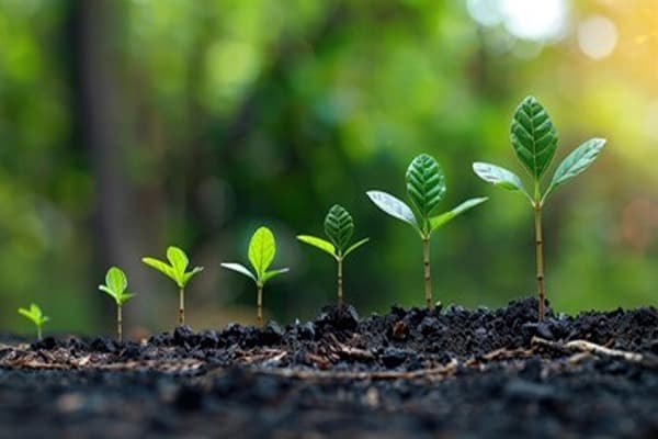 Plant growth and development Quiz 2