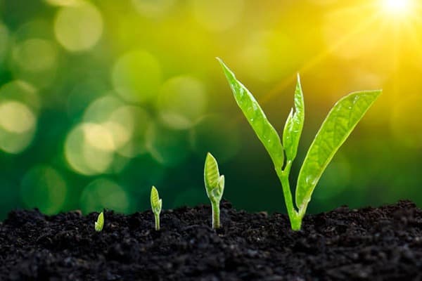 Plant growth and development Quiz 4
