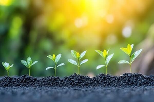 Plant growth and development Quiz 5