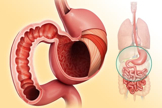 Digestion and Absorption Quiz 3