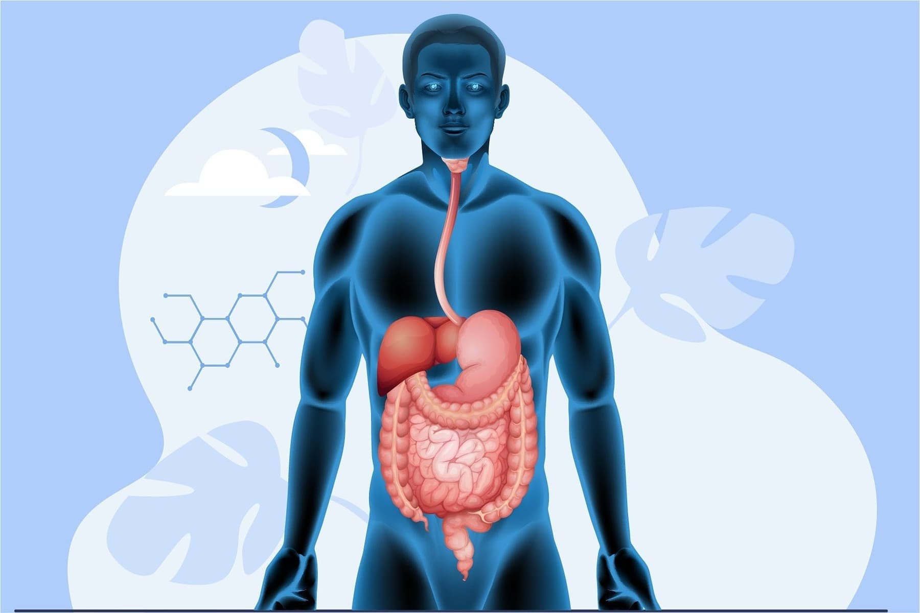 Digestion and Absorption Quiz 2