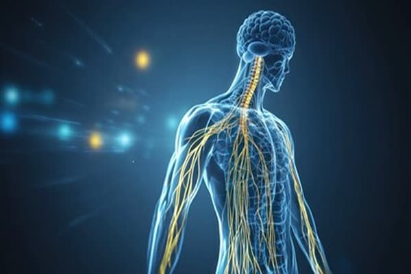Neural control and coordination Quiz 1