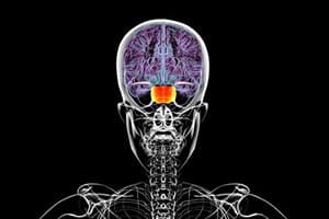Neural control and coordination Quiz 3