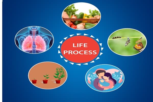 Life Processes Quiz 5