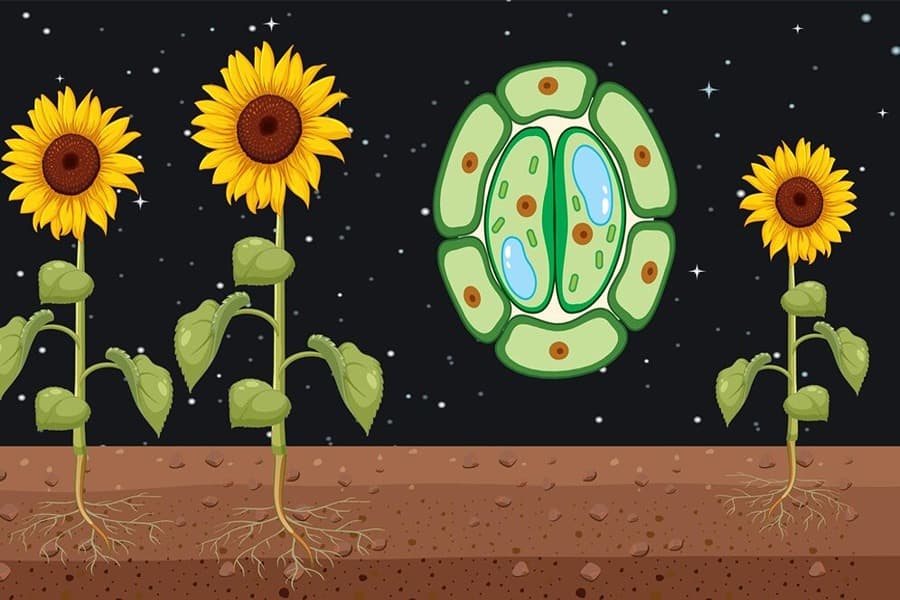 How do Organisms Reproduce Quiz 2