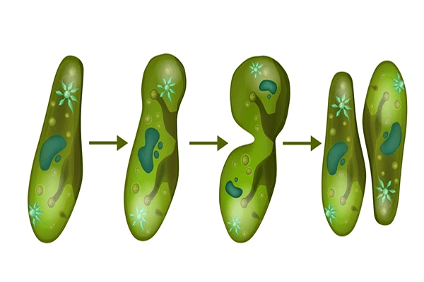 How do Organisms Reproduce Quiz 3