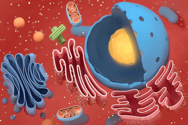 How do Organisms Reproduce Quiz 10