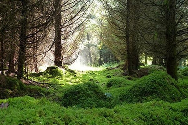Our Environment Quiz 6