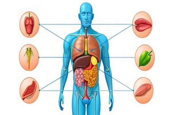 Excretion Quiz 1