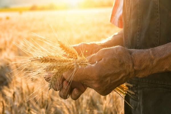Food Security Quiz 2