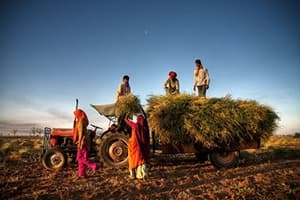 Agriculture in India Quiz 1