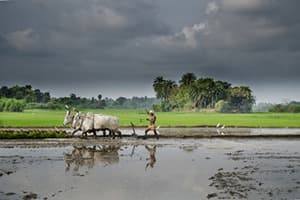 Agriculture in India Quiz 4