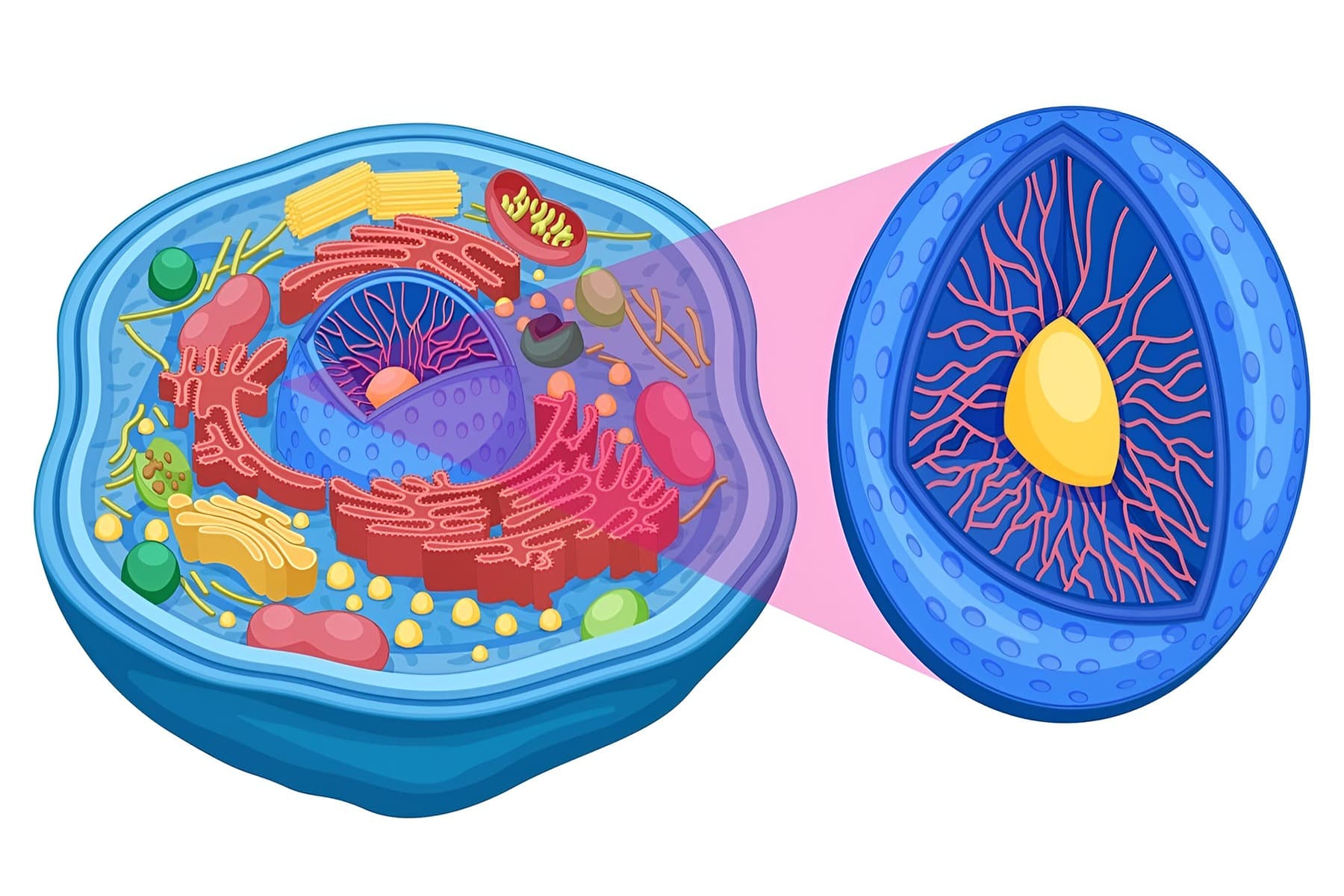 Movement of Materials Across the Cell Membrane Quiz 2