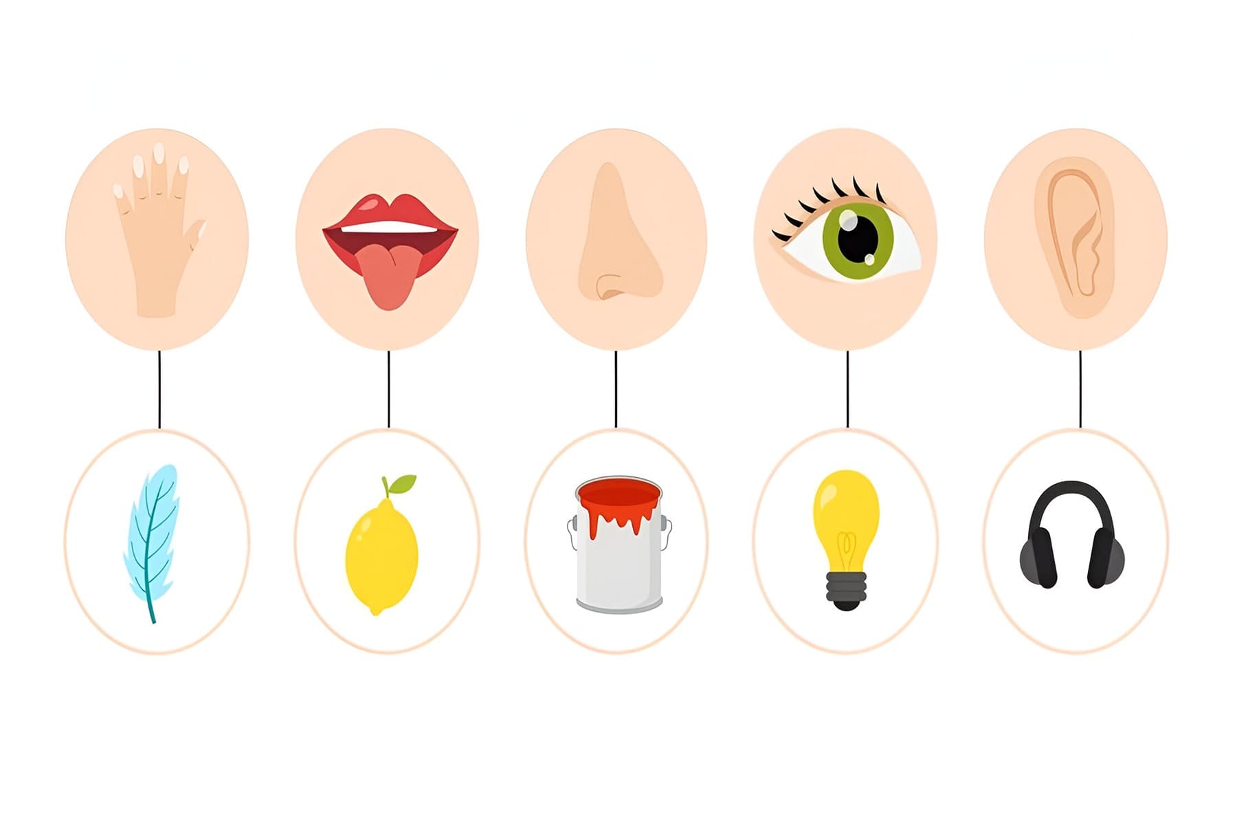 Sense Organs Quiz 1