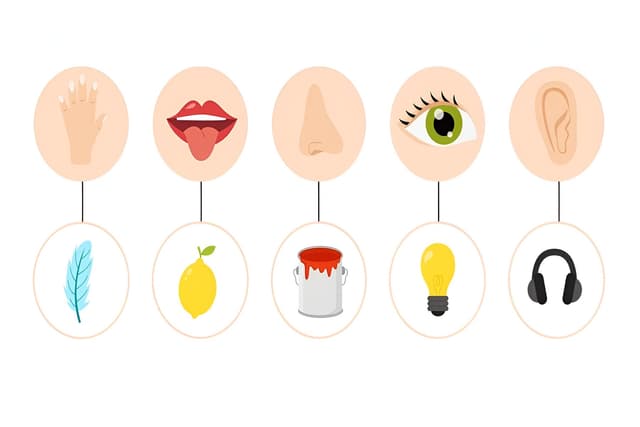 Sense Organs Quiz 1