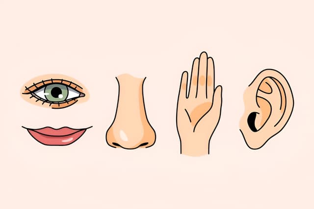 Sense Organs Quiz 2