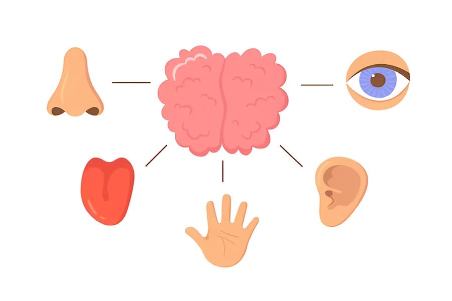 Sense Organs Quiz 4
