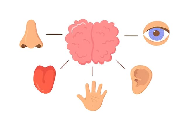 Sense Organs Quiz 4