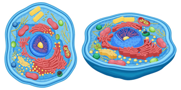 Cell-Structure and Functions Quiz 2