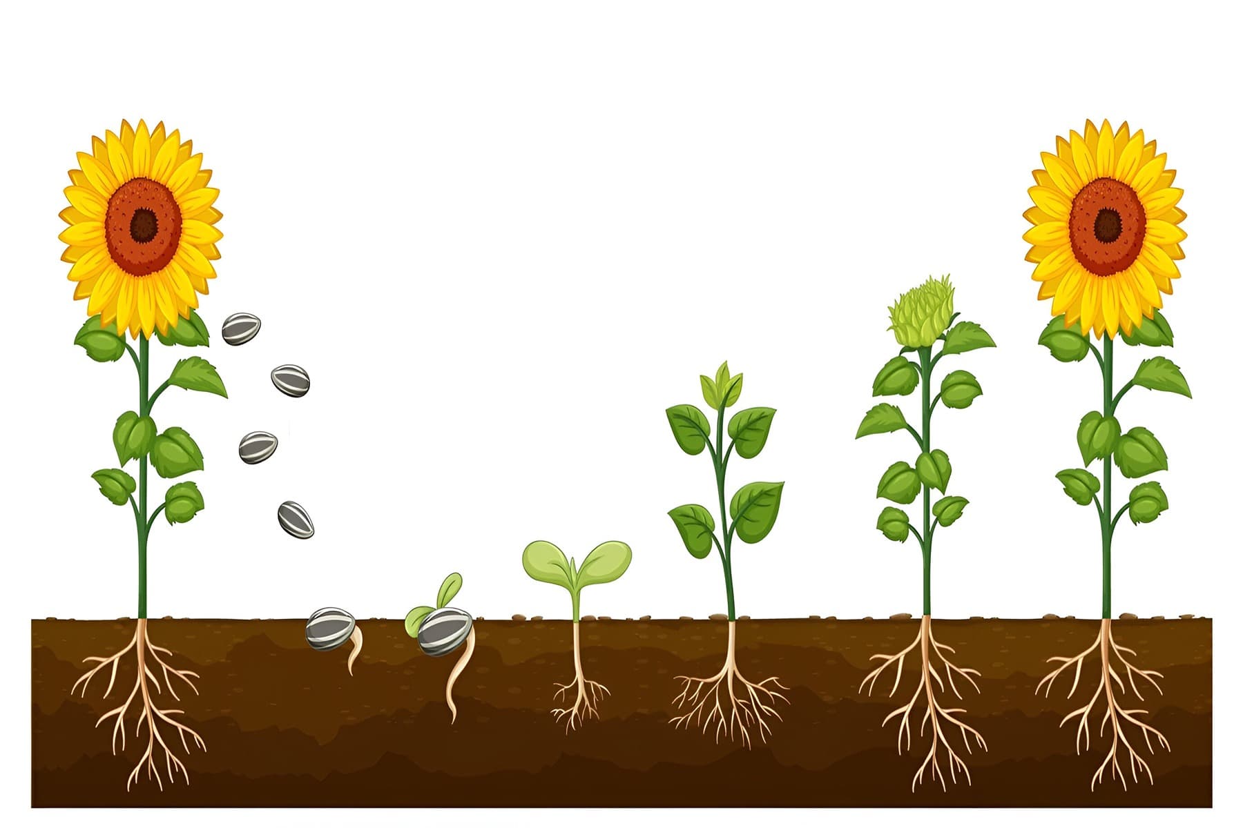 Reproduction in Plants Quiz 1