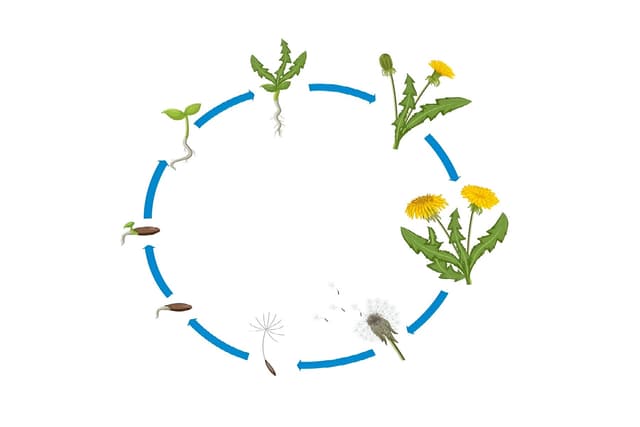 Reproduction in Plants Quiz 2