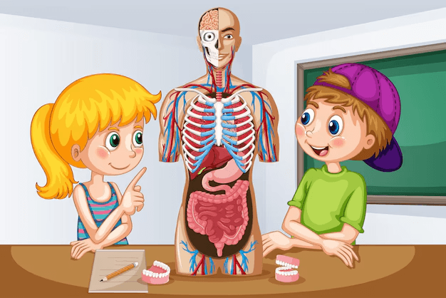 Human Anatomy Mastery