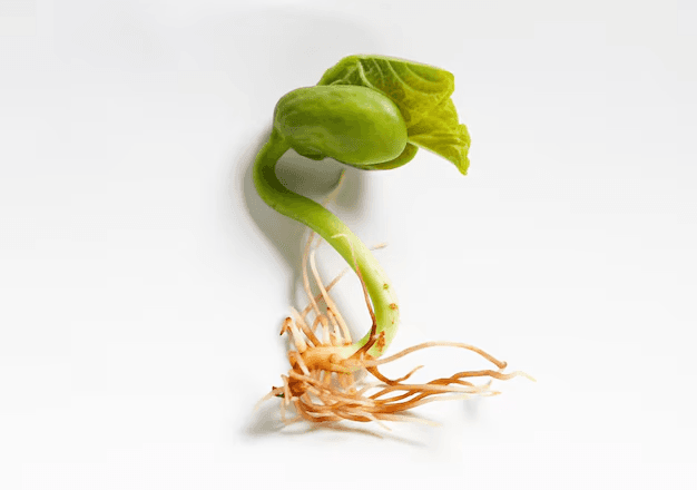 Plant Reproduction: A Quick Quiz