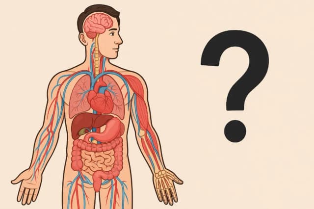 Human Body Basics Quiz